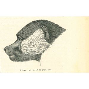 Papion Male