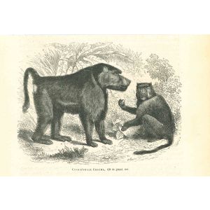 Cynocéphale Chacma