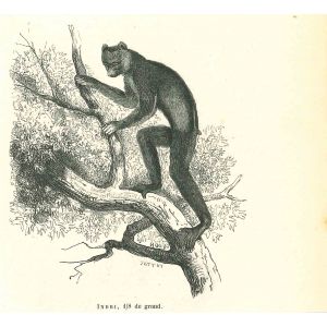 Indri