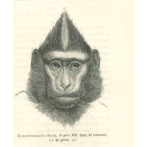 The Gorilla