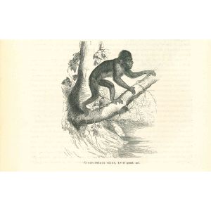 The Gorilla