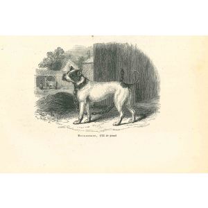 The Bulldog