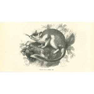 The Mouse