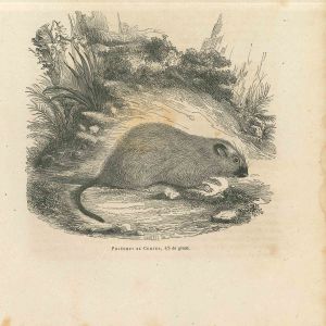 The Mouse