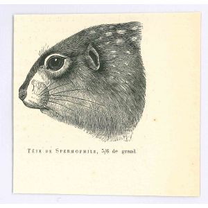 Spermophilus