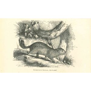 Spermophilus