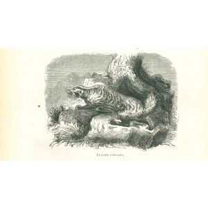 The Wolf