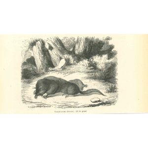 Star-Nosed Mole