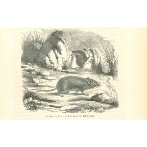 Spiny Mouse