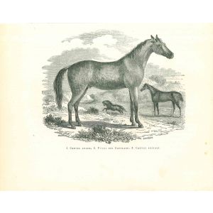 The Horse