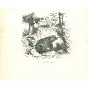 The Bear
