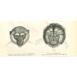 Monkeys