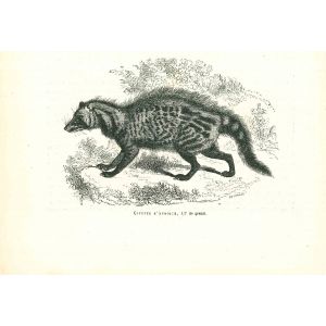 African Civet