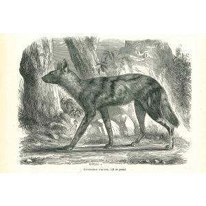 African Wild Dog