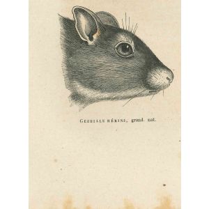 Gerbil