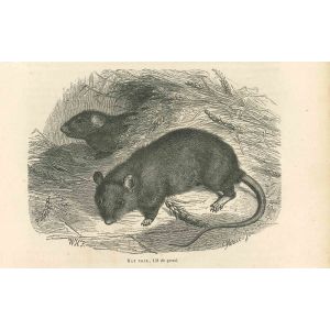 Black Rat