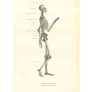 Human Anatomical Skeleton