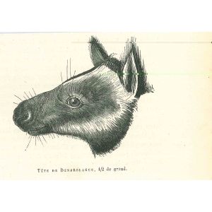 Tree-kangaroo