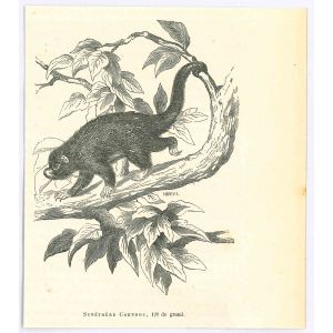Prehensile-tailed Porcupine