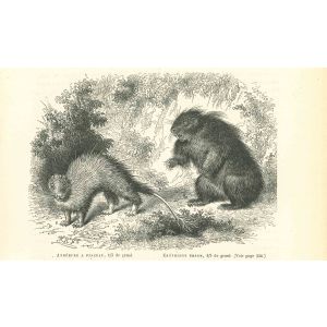 Brush-tailed Porcupine