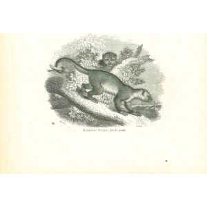 Kinkajou Potto