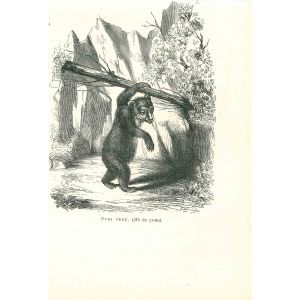 The Bear