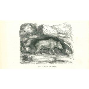 The Bear
