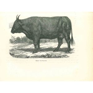 The Ox