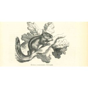 The Squirrel