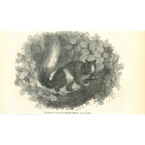 The Squirrel