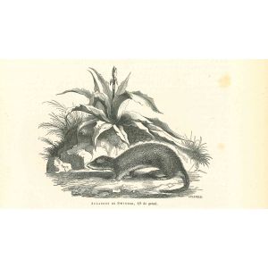 Cane Rat