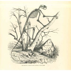 The Animal Skeleton