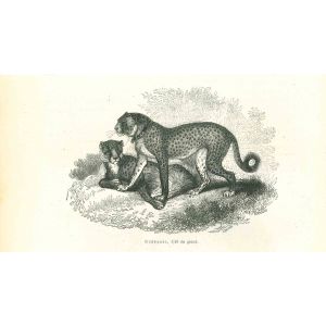 Cheetah