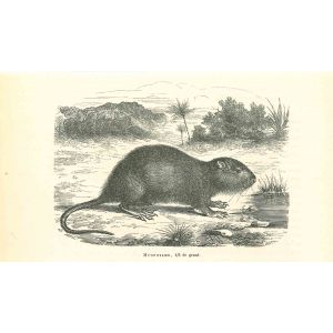 The Mouse