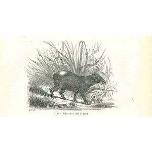 Tapir Pinchaque