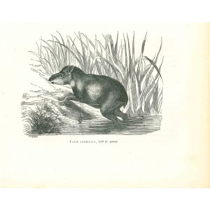 Tapir Américain