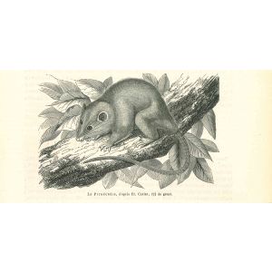 The Mouse