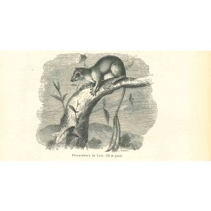 The Mouse