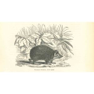 Tendrac Épineux