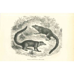 Tupaia Ferrugineux