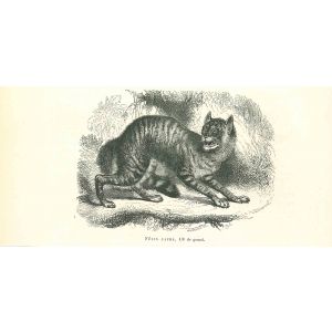 The Cat