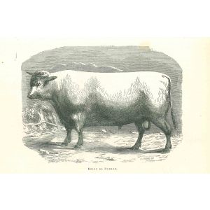 The Ox
