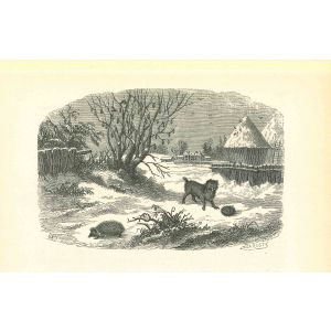 The Hedgehog and Dog In Winter Of  Village
