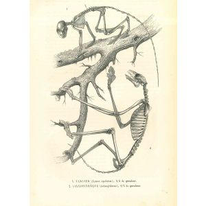 The Animal Skeleton 