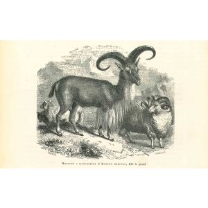 Mouflon