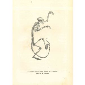 The Animal Skeleton