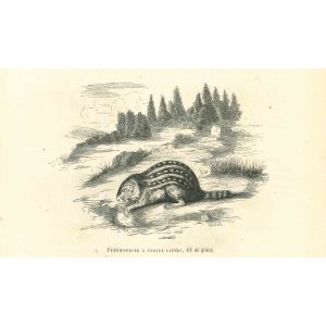 Spermophilus