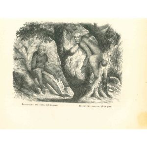 The Orangutan
