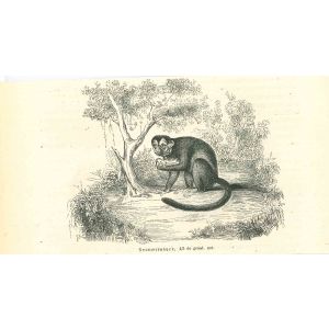 The Monkey