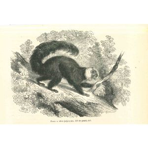 The Monkey